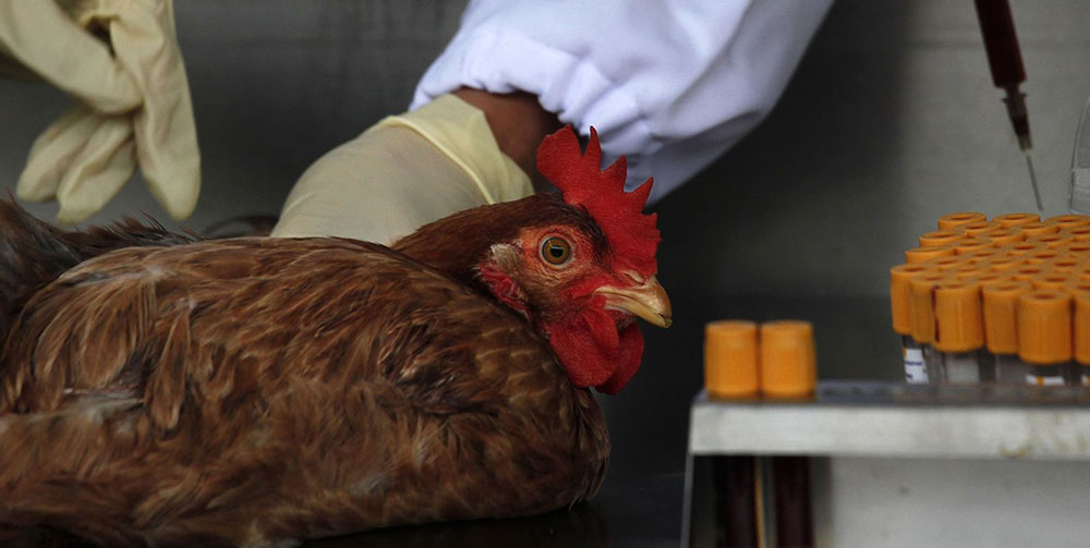В Англії виявили пташиний грип: в країні бояться поширення вірусу на Різдво