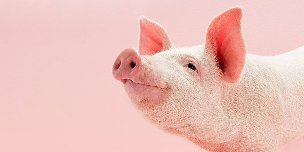Выведены генетические свиньи, чьи органы подходят для трансплантации людям