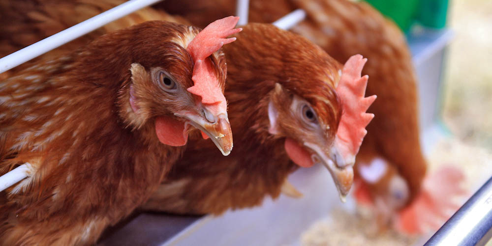 Країни відмовляються від української курятини через спалах пташиного грипу в Вінницькій області