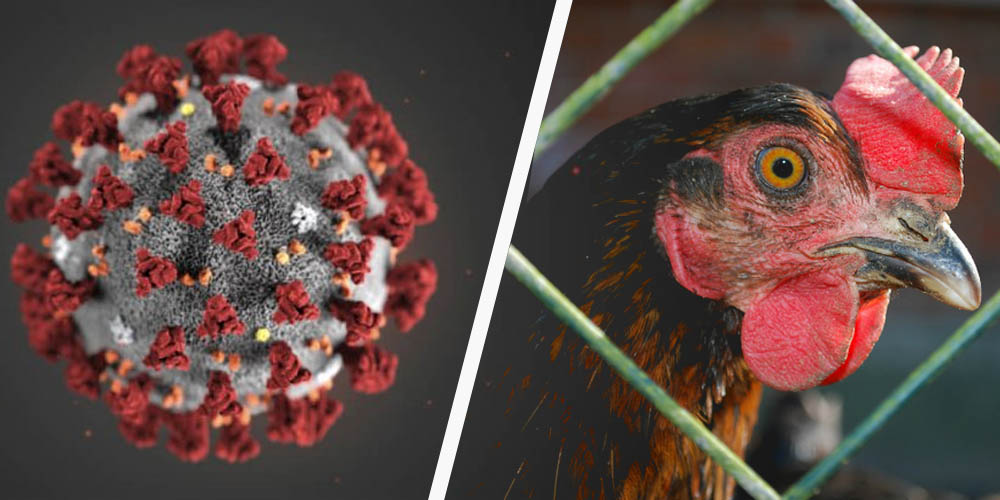 Птичий грипп может стать новой угрозой для человечества – ВОЗ