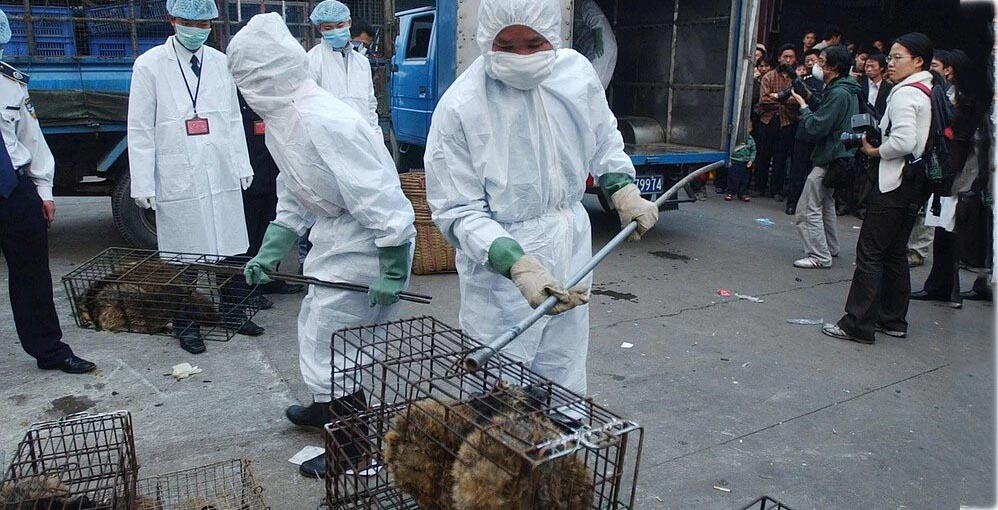 Китаю рекомендуют навсегда запретить торговлю дикими животными
