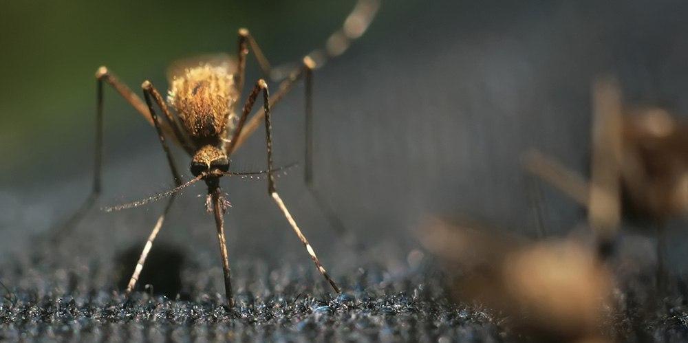 Исследователи разрабатывают экологический способ искоренить комаров