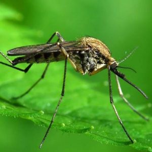 Ученые нашли бактерии, которые убивают комаров 