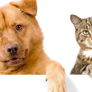 Заражаются ли кошки и собаки коронавирусом?