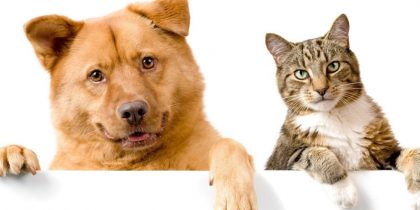 Кошка и собака Коронавирус