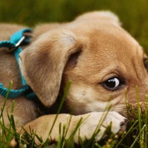 Ученые выяснили, что у трети собак есть фобии и тревожные расстройства