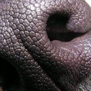 Почему у собак холодный нос: ученые выяснили причину
