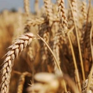 Для аллергиков будут выращивать специальные сорта пшеницы