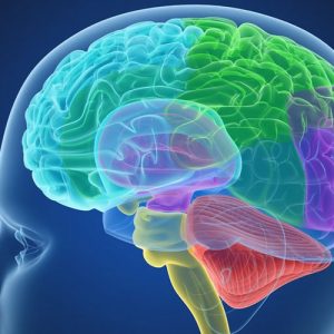 Ученые «проинспектировали» участки мозга, которые отвечают за алкоголизм