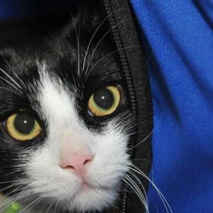 Ветеринары советуют в период самоизоляции не выпускать котов из дома