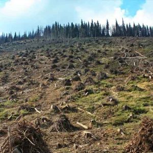Как вырубка лесов приводит к распространению вирусов