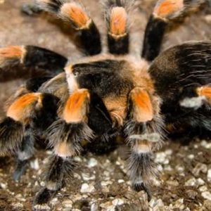 Врачи изучают яд тарантула в качестве обезболивающего средства без побочных эффектов
