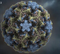 Риновірусна інфекція: причини захворювання та профілактика