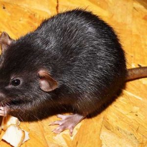 Крысы заражают людей своим гепатитом, и никто не знает каким путем