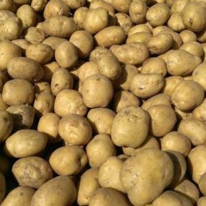 Картофель может быть источником высококачественного протеина