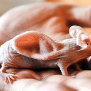 Ученые вырастили человеческое ухо на теле мыши