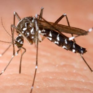 Нашли новый вид комаров, которые переносят малярию