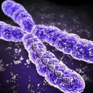 Генетики 17 лет работали над полной расшифровкой Х-хромосомы