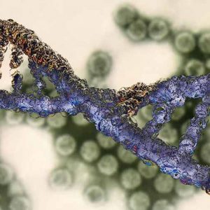Ученые впервые смогли отредактировать митохондриальную ДНК