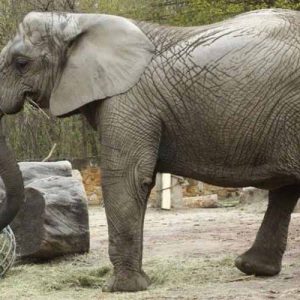 Слонов в Польше будут лечить медицинским канабисом