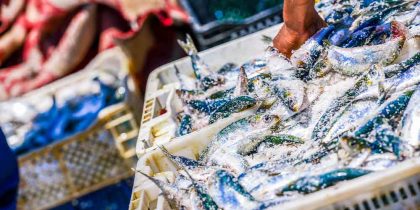 В морепродуктах нашли микропластик, больше всего в сардинах