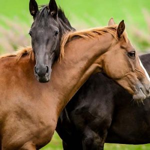В Коста-Рике COVID-19 хотят лечить антителами лошадей