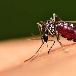 Предполагается, что «комариный» вирус создает некоторую защиту от COVID-19