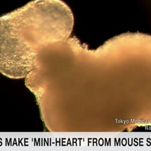 Японские ученые создали сердце из стволовых клеток мышей