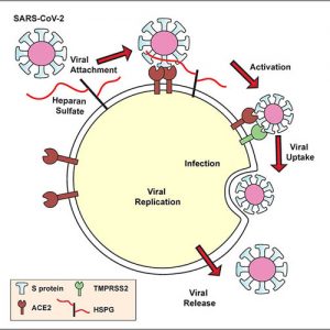 Подмена и «обманка»: исследователи надеются, что в дальнейшем смогут предотвращать проникновение коронавируса в клетку