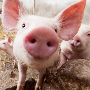 Вирус африканской чумы свиней не опасен для человека