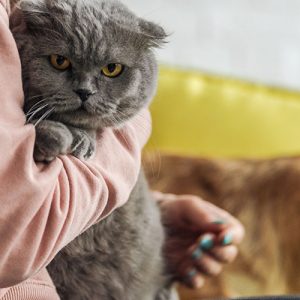 Домашние животные могут улучшить иммунитет своих владельцев