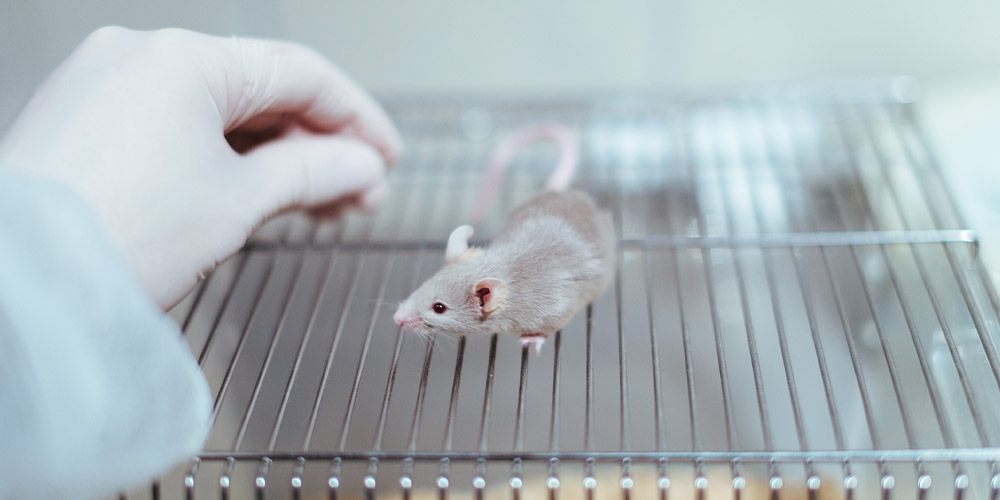 У мышей с SARS-CoV-2 также пропадает обоняние