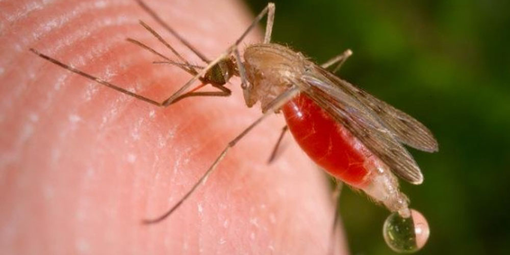 Разработали супербыстрый и простой тест на малярию