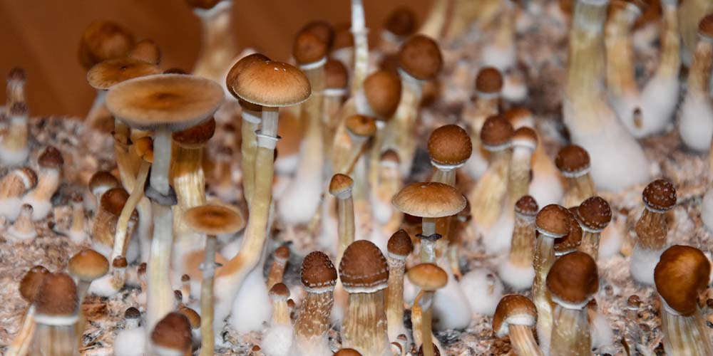 Без самолечения: ученые нашли полезное качество галлюциногенных грибов