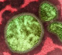 В Европе преобладает циркуляция вируса гриппа типа А