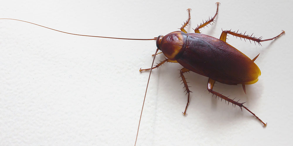 Из тараканов планируют делать новые антибиотики