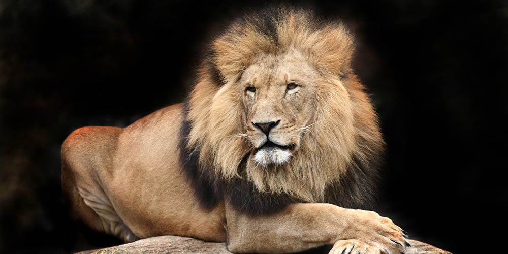 Четыре льва в испанском зоопарке заболели на Covid-19