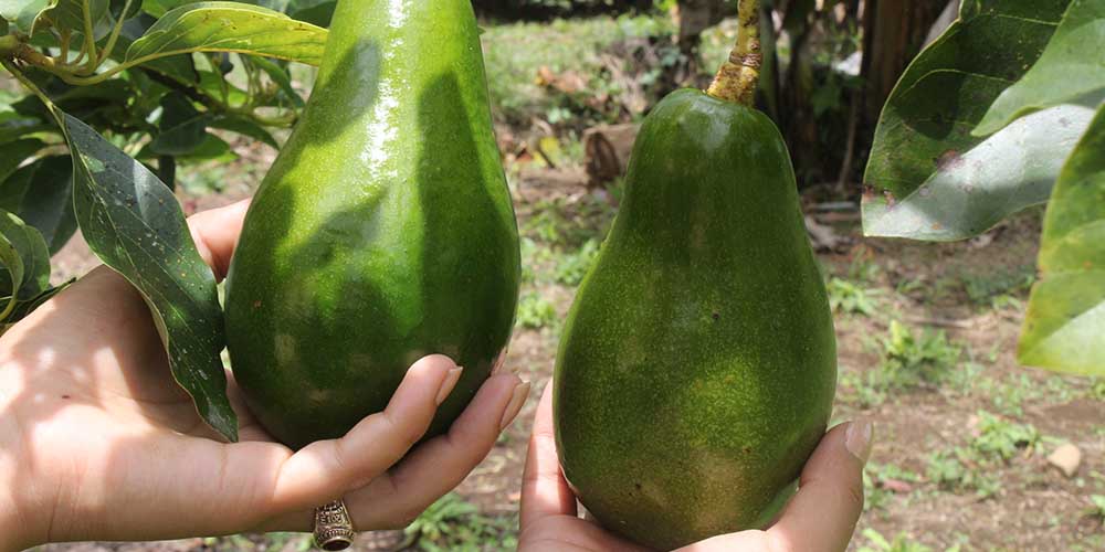 Ежедневное употребление авокадо улучшит работу кишечника