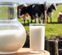 Употребление коровьего молока молодыми мамами может принести пользу их детям