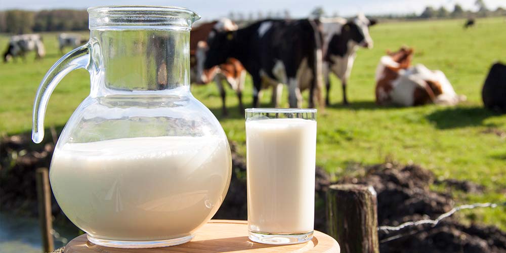 Употребление коровьего молока молодыми мамами может принести пользу их детям