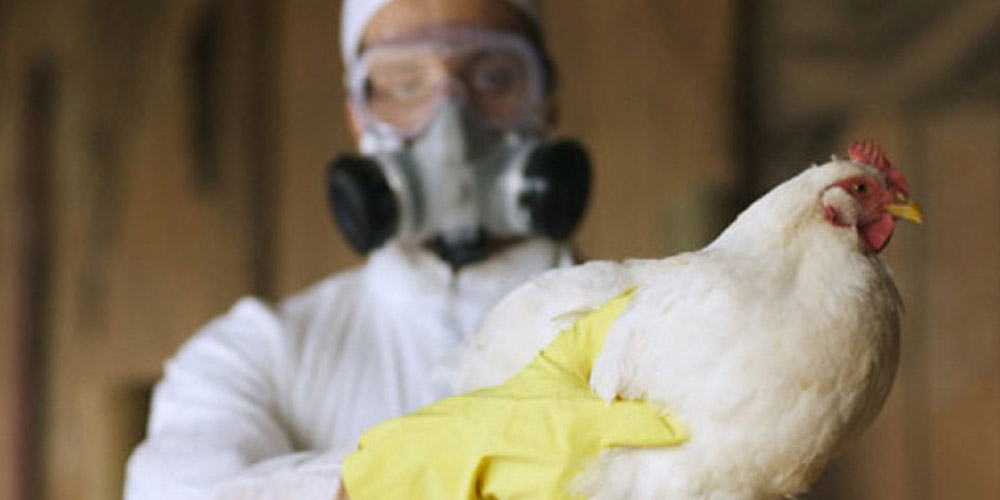 Из-за птичьего гриппа всех птиц в Великобритании закроют в помещениях