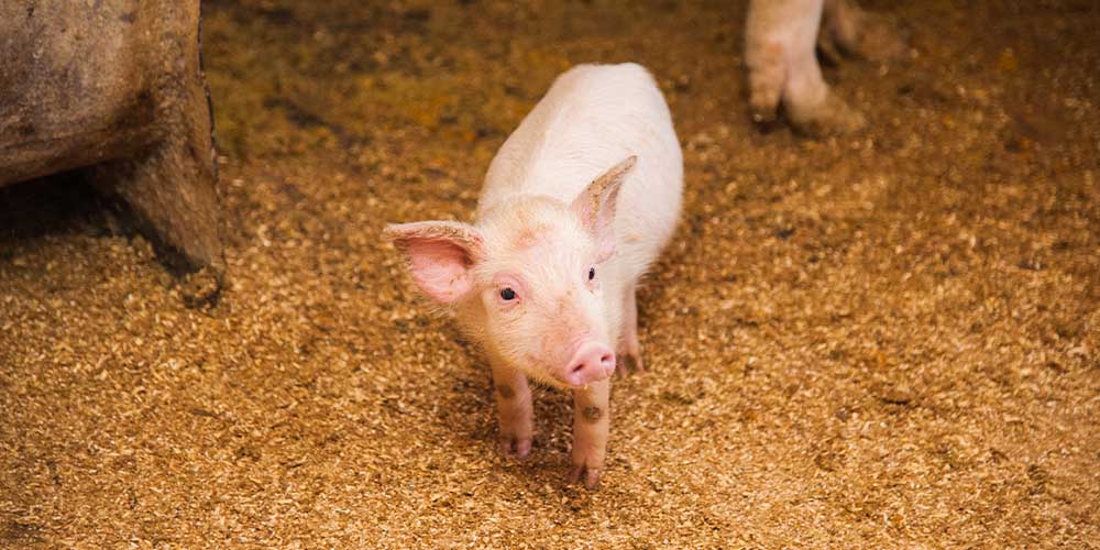 В США одобрили в пищу свиней с геномными изменениями