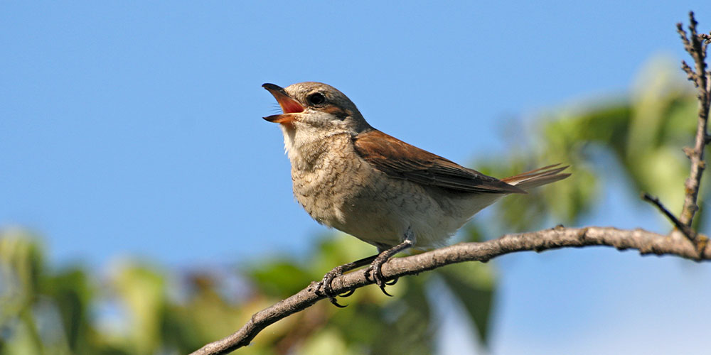 Пение птиц улучшает самочувствие людей