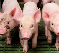 В Україні фіксують випадки свинячого грипу