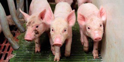 В Україні фіксують випадки свинячого грипу