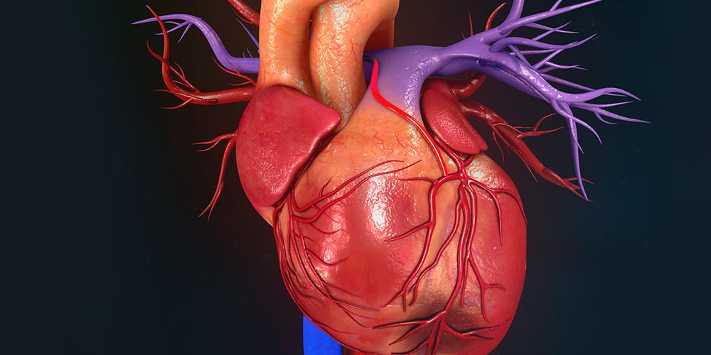 Здоровые сердце и сосуды могут предотвратить или отсрочить деменцию