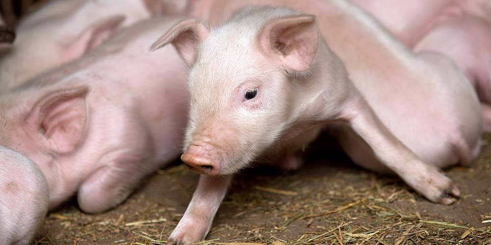В Україні за тиждень зафіксували сім випадків свинячого грипу