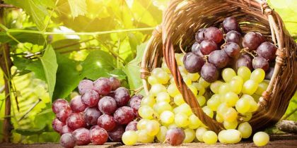 Виноград защищает кожу от УФ-излучения