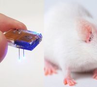 Ученые вживили в мозг грызунов чип, который позволил управлять животными с помощью мобильного телефона