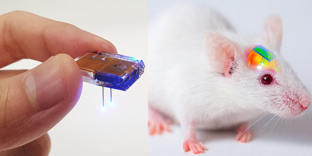 Ученые вживили в мозг грызунов чип, который позволил управлять животными с помощью мобильного телефона